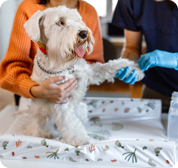 Veterinarian examining dog's paw