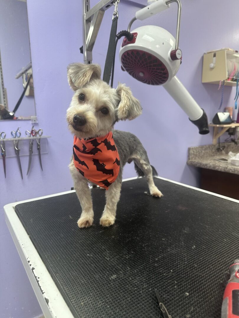 Small dog with a festive orange and black bandana stands on grooming table.
