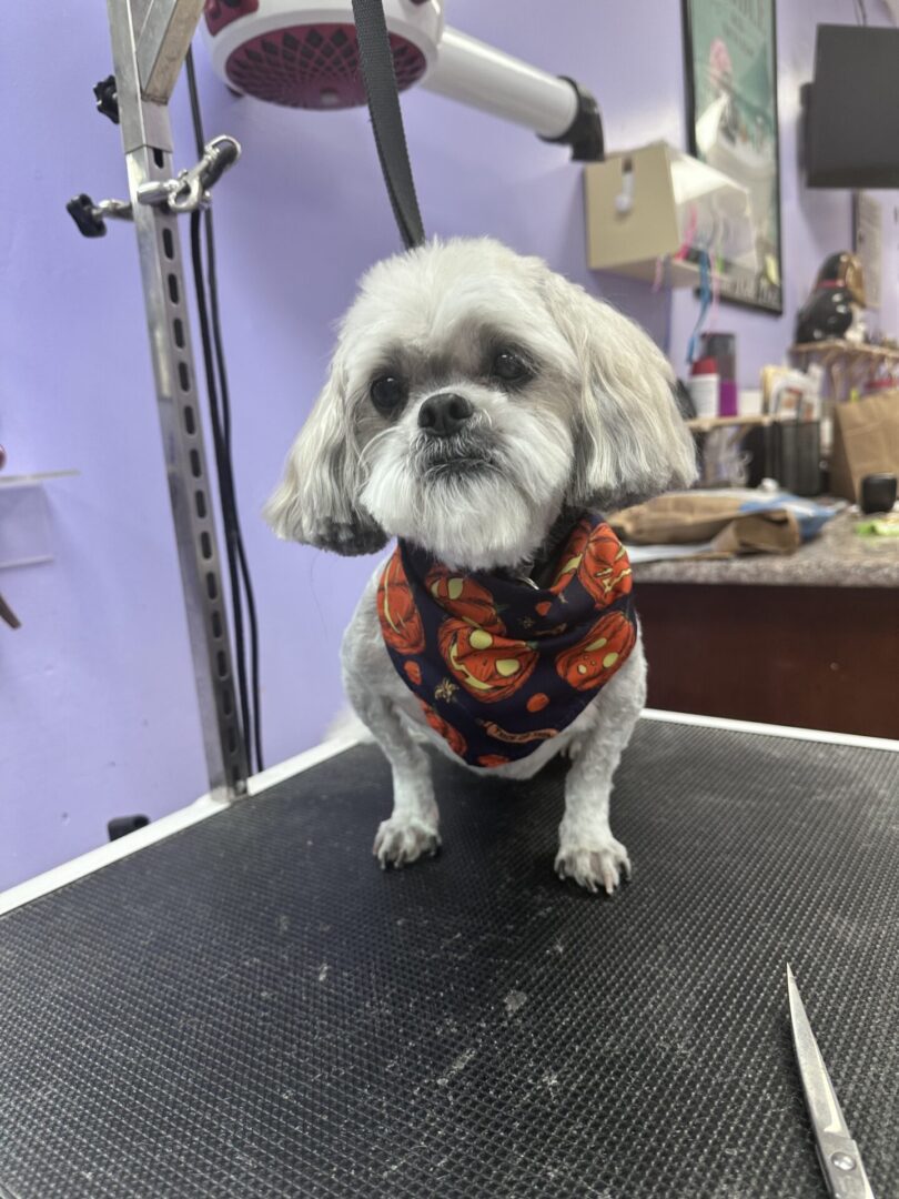 Small dog wearing a Halloween-themed bandana.