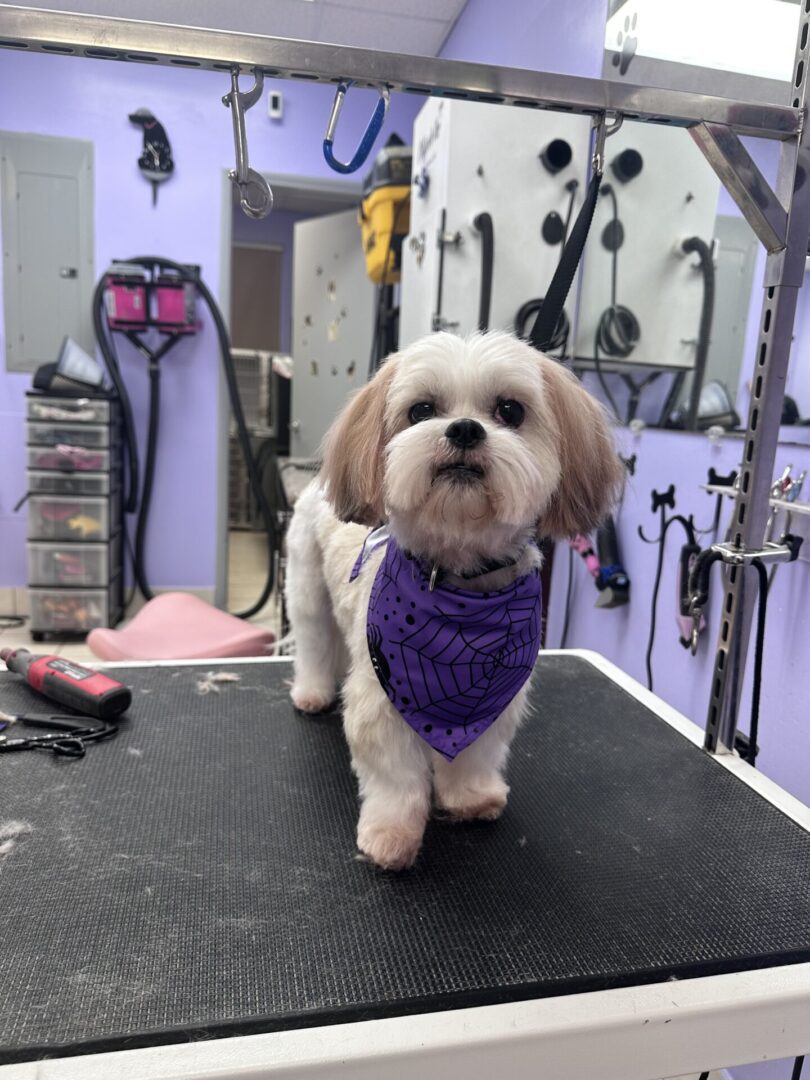 Small dog with a purple bandana on grooming table.