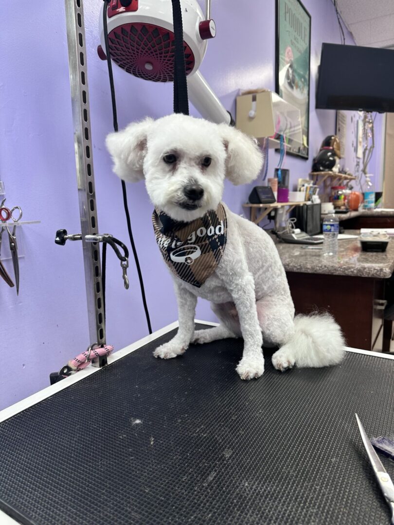 A small white dog with a bandana sits on a grooming table.
