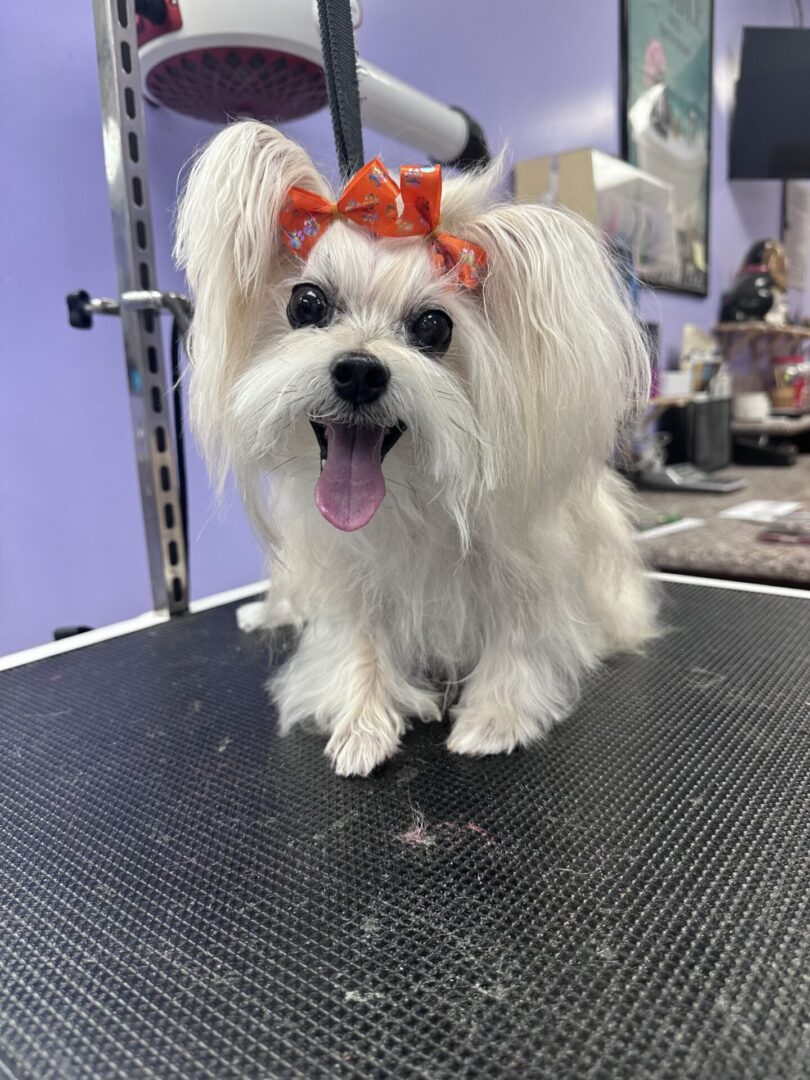 Small white dog with a red bow on grooming table.