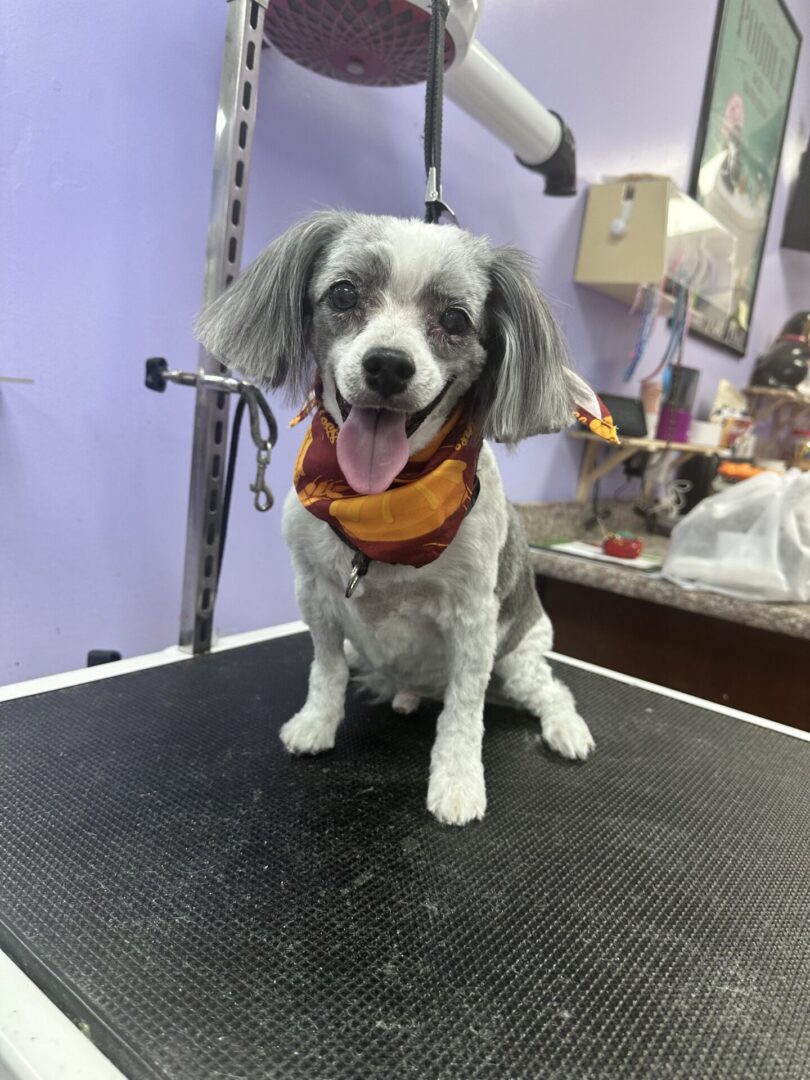 A small dog with a fresh grooming and a colorful bandana.