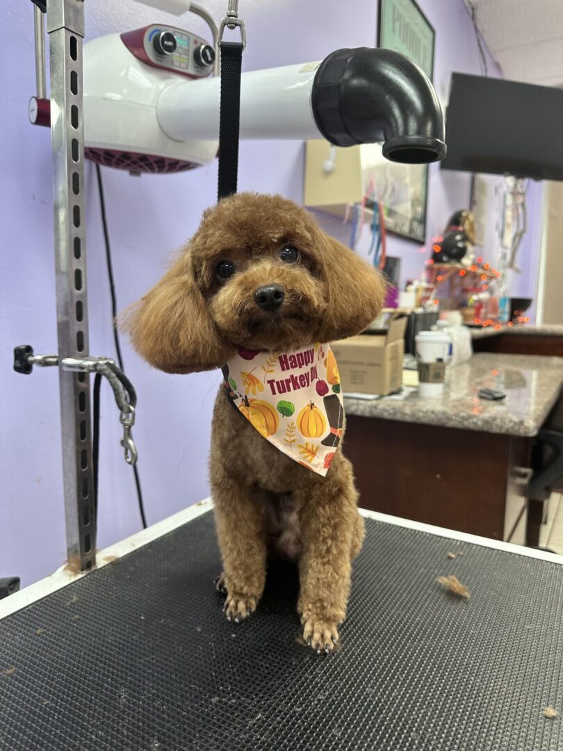 Small brown poodle with a colorful bandana on grooming table.