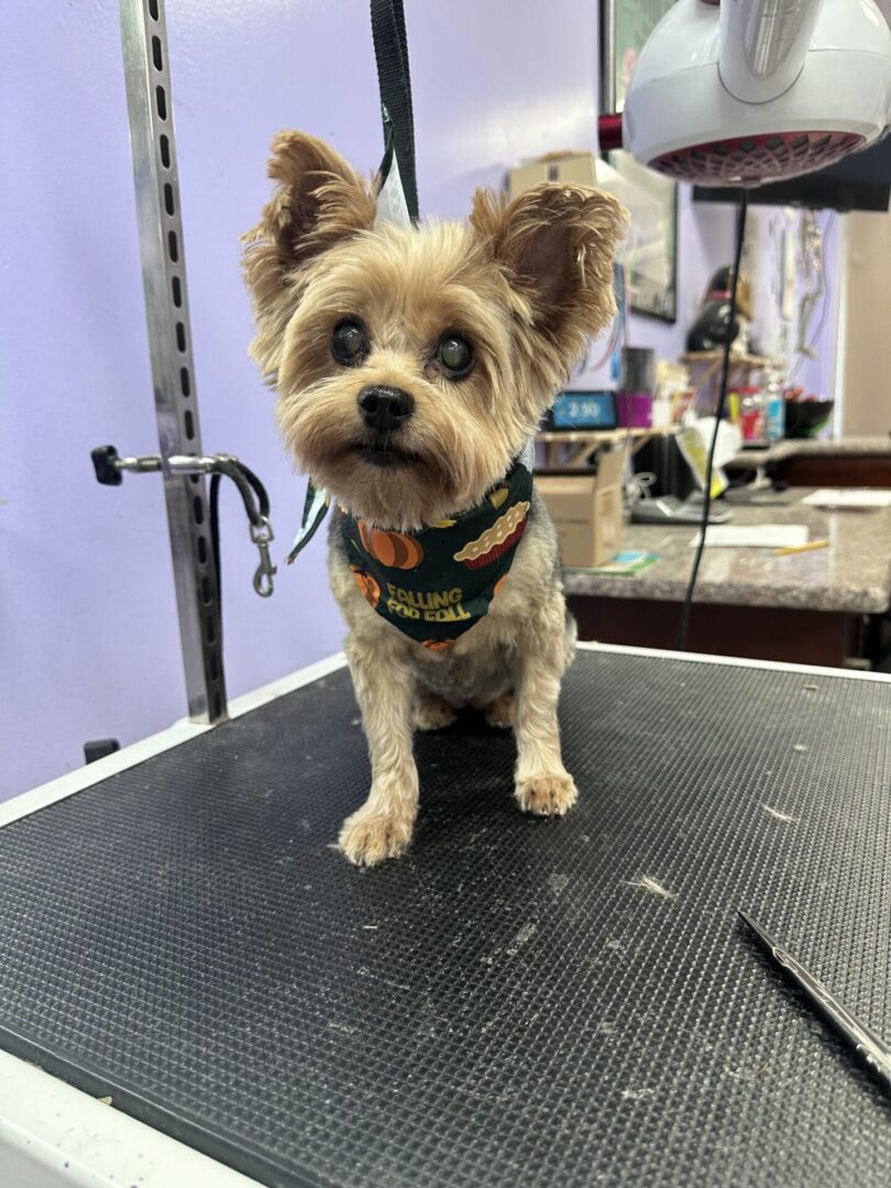Small dog with a fresh haircut standing on a grooming table.
