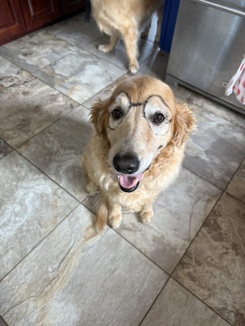 Happy golden retriever sitting on tiled floor indoors.