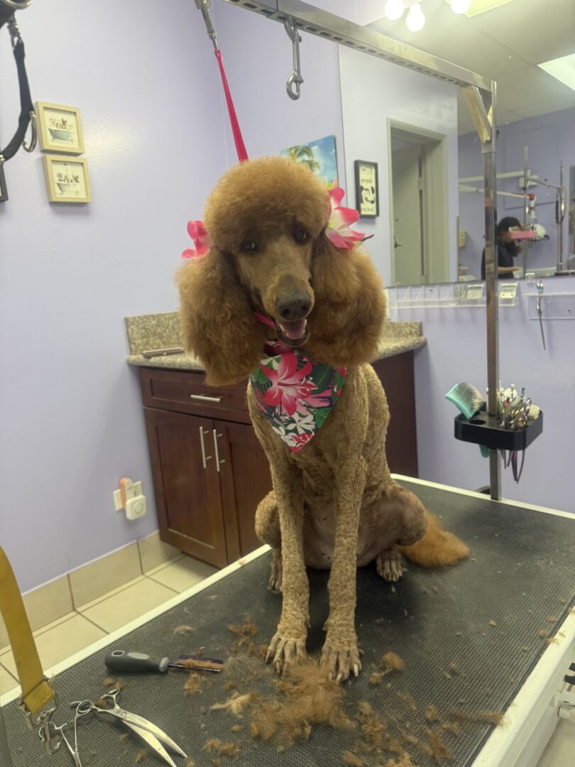 A brown poodle with pink bows on its ears sitting on a grooming table.