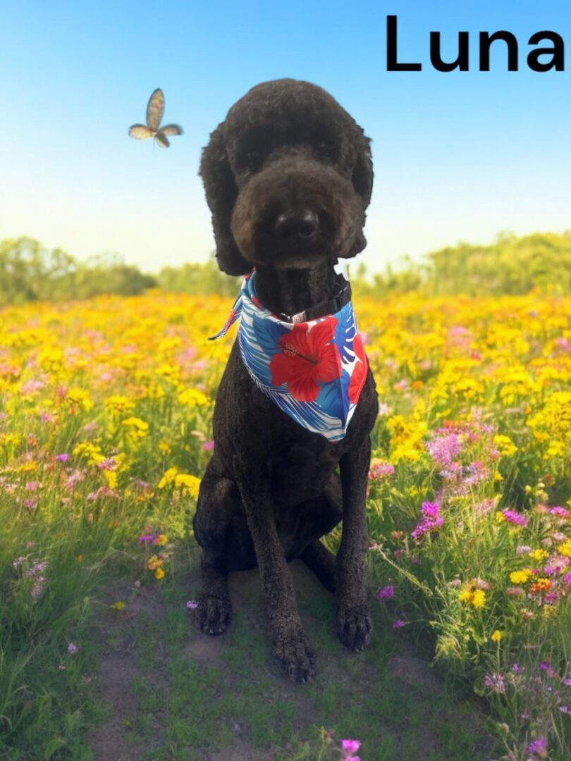 A black dog wearing a colorful bandana sits in a sunny flower field.