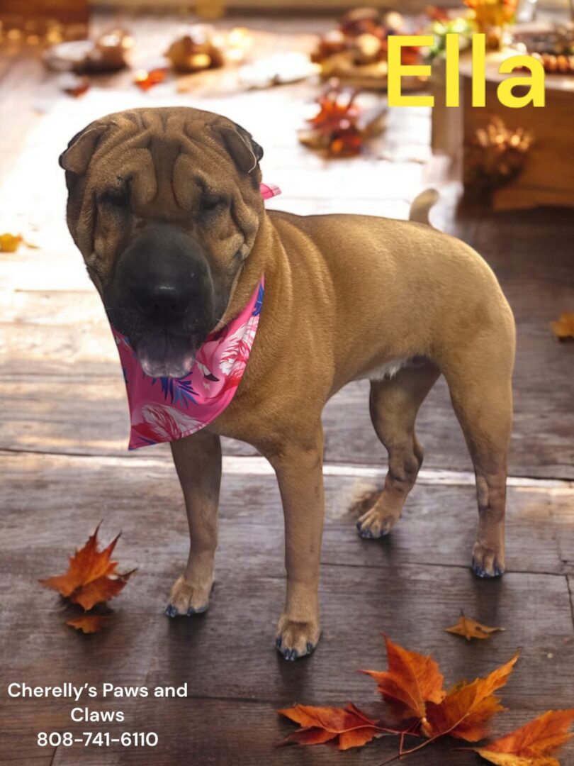 A brown dog wearing a pink bandana standing on a wooden floor.