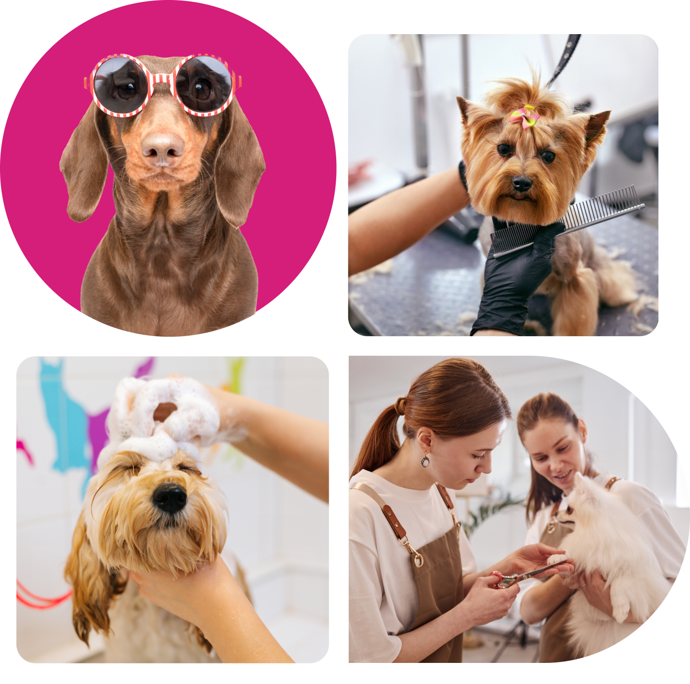 Dog wearing sunglasses