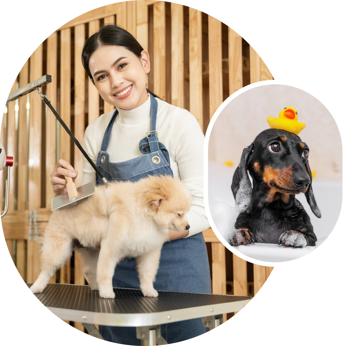 Dachshund in bath with rubber duck